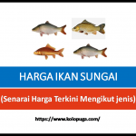 HARGA IKAN SUNGAI TERKINI DI MALAYSIA (Berapa Sekilo)