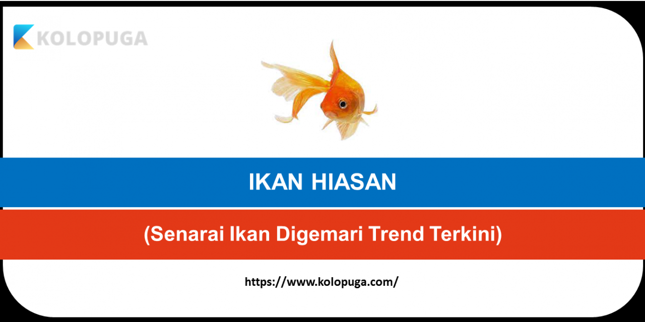SENARAI IKAN HIASAN YANG DIGEMARI DI MALAYSIA (Trend Terkini)