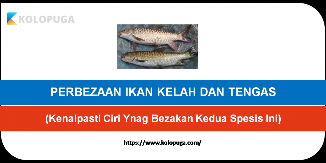 PERBEZAAN IKAN KELAH DAN IKAN TENGAS