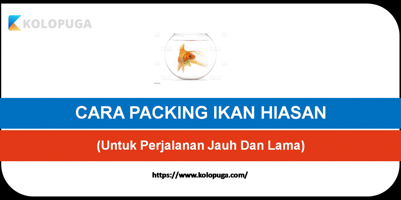 CARA PACKING IKAN HIASAN HIDUP UNTUK PERJALANAN JAUH DAN LAMA