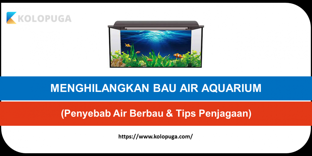 CARA MENGHILANGKAN BAU AIR AQUARIUM