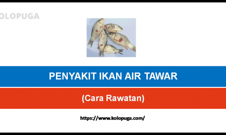 PENYAKIT IKAN AIR TAWAR DAN CARA RAWATAN