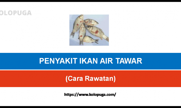 PENYAKIT IKAN AIR TAWAR DAN CARA RAWATAN