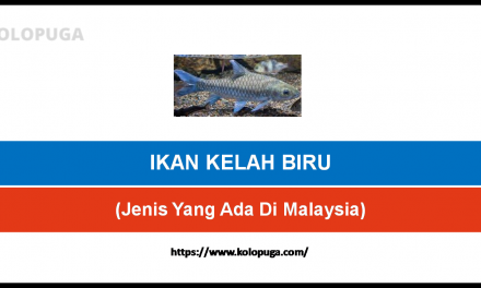 JENIS IKAN KELAH BIRU DI MALAYSIA