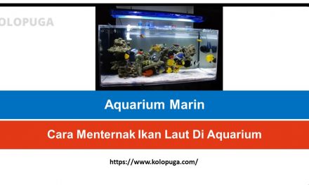 Cara Menternak Ikan Laut Di Aquarium