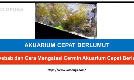 Penyebab dan Cara Mengatasi Cermin Akuarium Cepat Berlumut