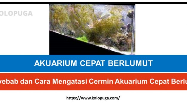 Penyebab dan Cara Mengatasi Cermin Akuarium Cepat Berlumut